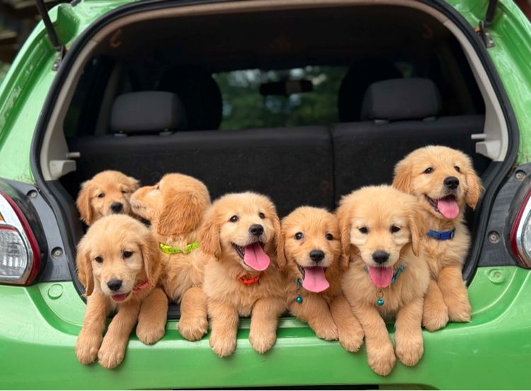 โกลเด้นรีทรีฟเวอร์ (Golden Retriever) ใหญ่ โกลเด้นโอเวอร์ไซด์