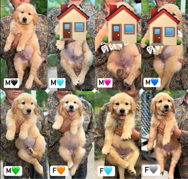 โกลเด้นโอเวอร์ไซด์ รูปที่ 4