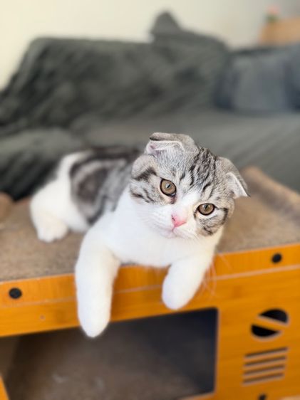 สก็อตติช โฟลด์ (Scottish Fold) แมวสก็อตติชหูพับ หน้ากลมอ้วน 3,500