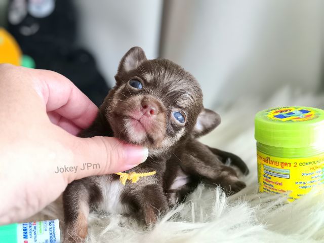 ชิวาวา (Chihuahua) เล็ก เปิดจอง ชิวาวาแท้ 