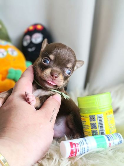 ชิวาวา (Chihuahua) เล็ก เปิดจอง น้องจิ๋ว 