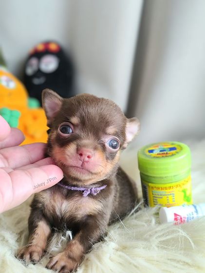 ชิวาวา (Chihuahua) เล็ก เปิดจอง น้องจิ๋ว ชิวาวาแท้