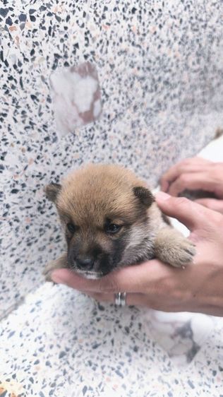 ชิบะ (Shiba Inu) เล็ก ลูกชิบะมาเมะ  มีใบเพ็ด