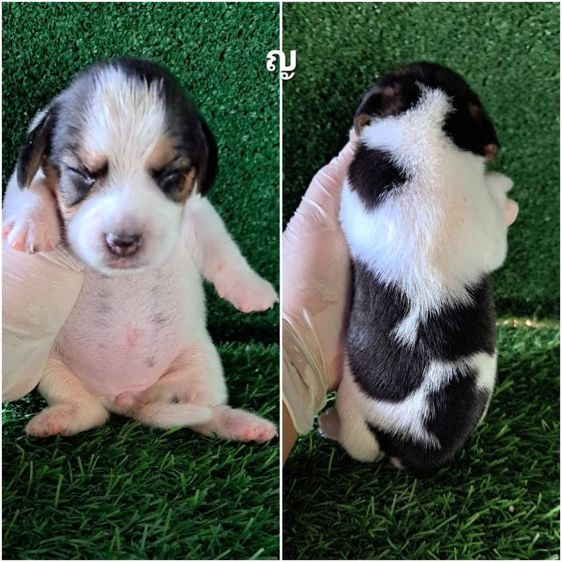 เปิดจองลูกสุนัขบีเกิ้ลแท้ รูปที่ 4