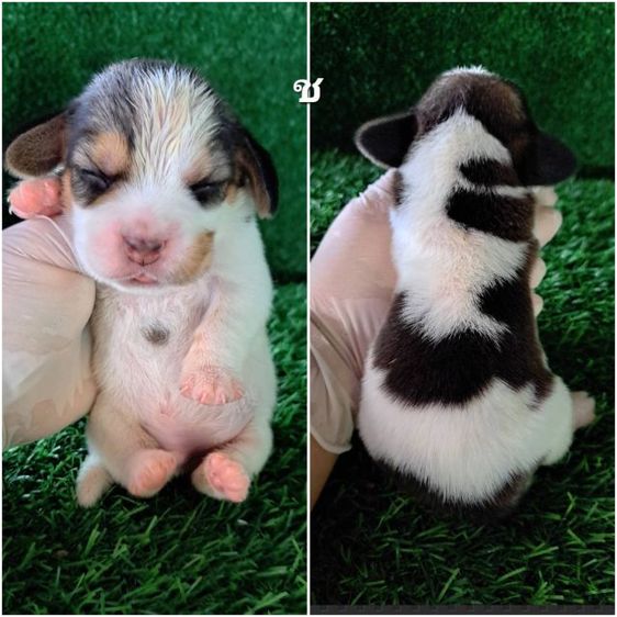 เปิดจองลูกสุนัขบีเกิ้ลแท้ รูปที่ 2