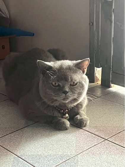 บริติช ชอร์ตแฮร์ (British Shorthair) 🔥British Shorthair🔥 รับทับ