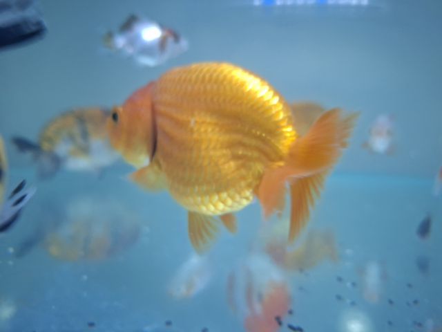 ปลาทองสิงห์5สี (4.5นิ้ว) รูปที่ 4