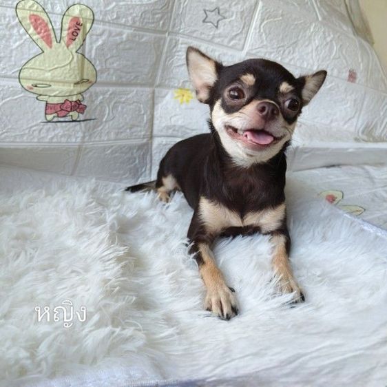 ชิวาวา (Chihuahua) เล็ก ชิวาวาขนสั้น เมีย