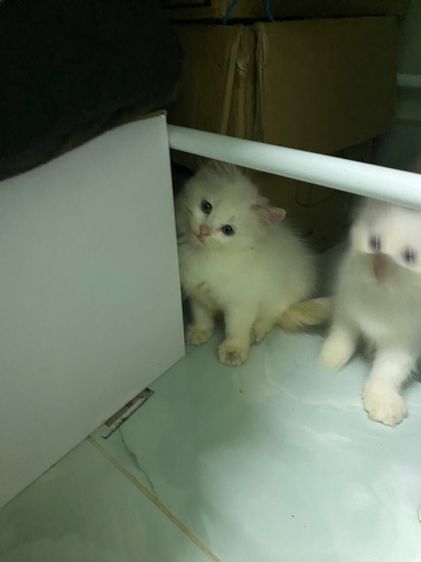 น้องแมวเปอร์เซีย รูปที่ 3