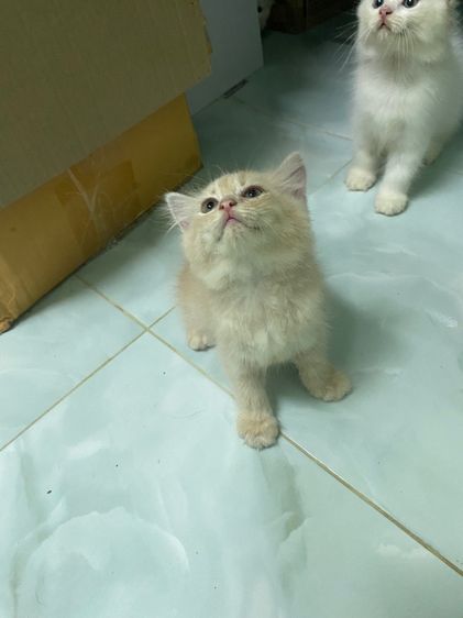 น้องแมวเปอร์เซีย รูปที่ 2