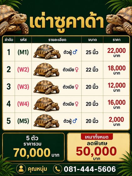 ขายเหมาเต่าซูคาด้า ยกชุด 5 ตัว ราคาพิเศษ