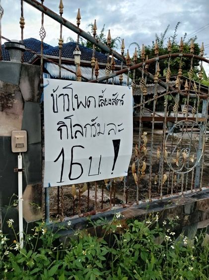 ข้าวโพดป่นเลี้ยงสัตว์ รูปที่ 3