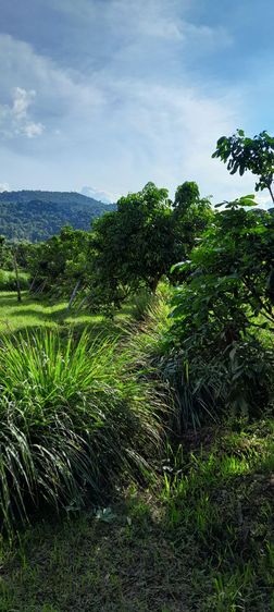 ที่ดินวิวสวยงามตามธรรมชาติใกล้ดอย