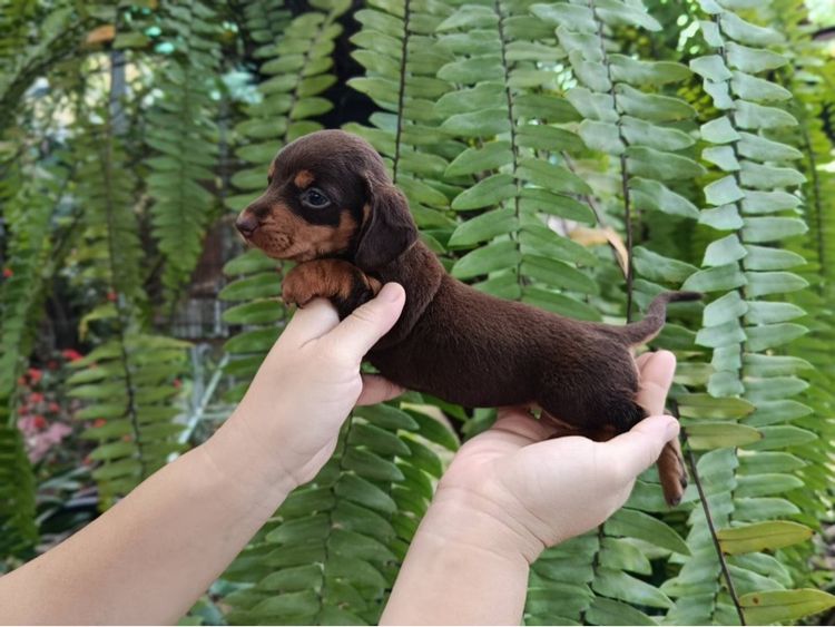 ดัชชุน (Dachshund) เล็ก ดัชชุนมินิแท้