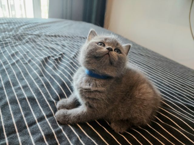 บริติช ชอร์ตแฮร์ (British Shorthair) บริติช ช็อตแฮร์ ผู้หญิง สีบลู พกใบ (ปลอกคอฟ้า)
