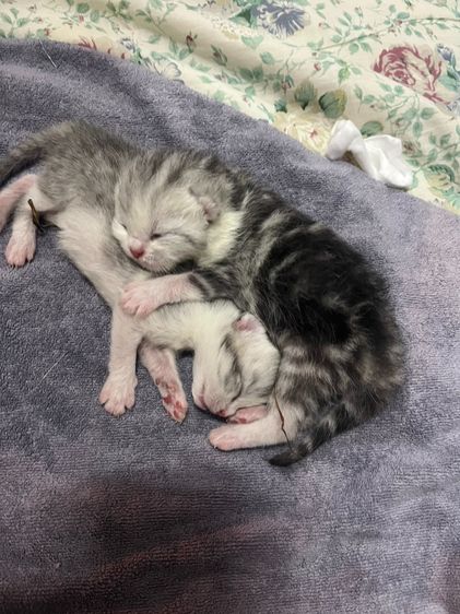 สก็อตติช โฟลด์ (Scottish Fold) สก๊อตทิช โฟลด์ (Scottish fold)