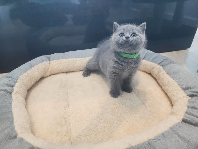 บริติช ชอร์ตแฮร์ (British Shorthair) บริติช ช็อตแฮร์ ผู้ชาย สีบลู พกใบ (ปลอกคอเขียว)