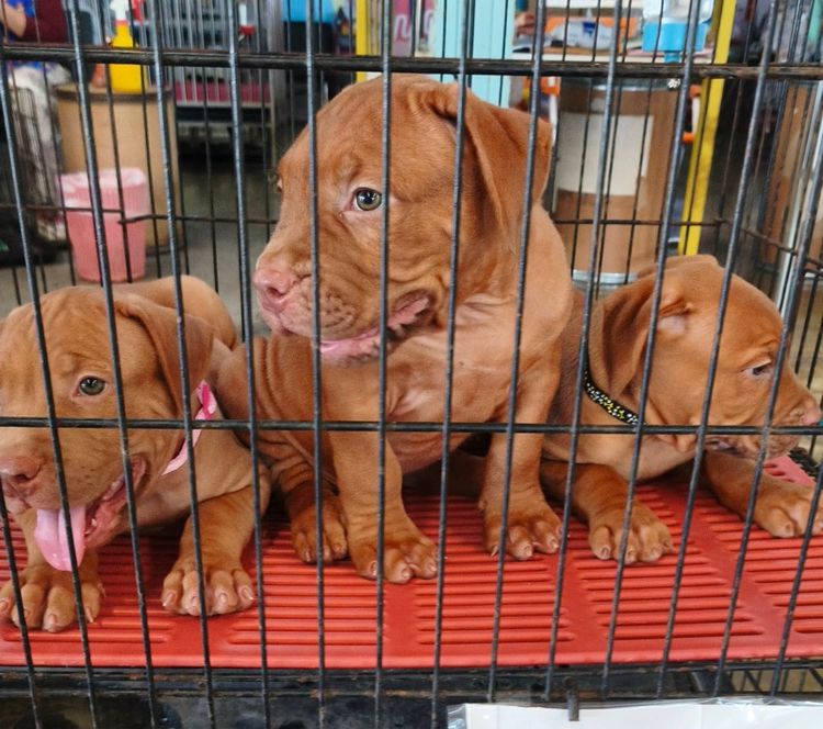 พิทบูล (Pitbull) ใหญ่ ลูกพิทบลูแบนด็อก