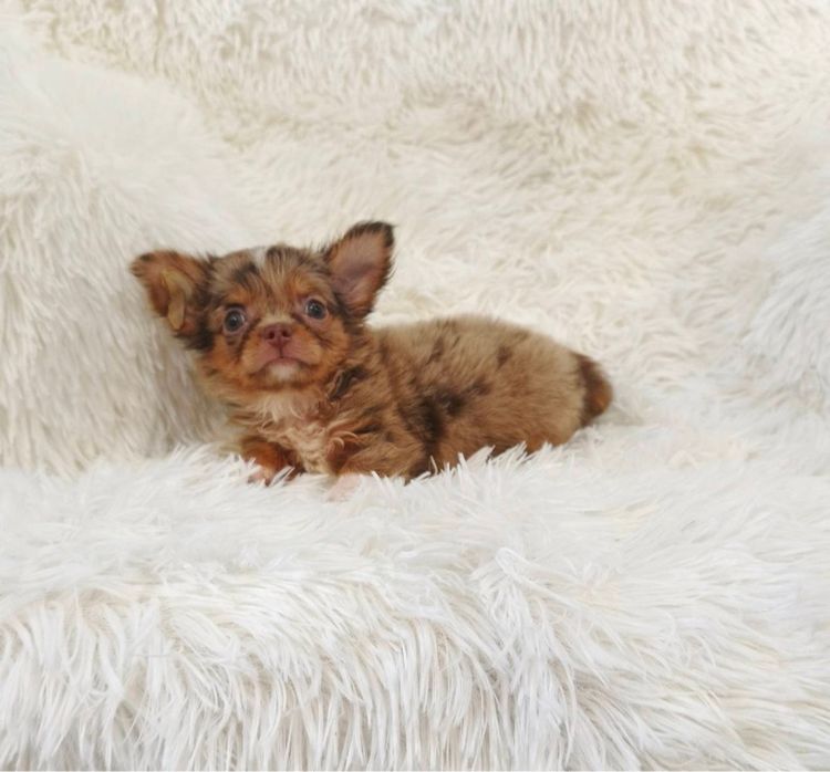 ชิวาวา (Chihuahua) เล็ก ลูกชิวาวาขนยาว