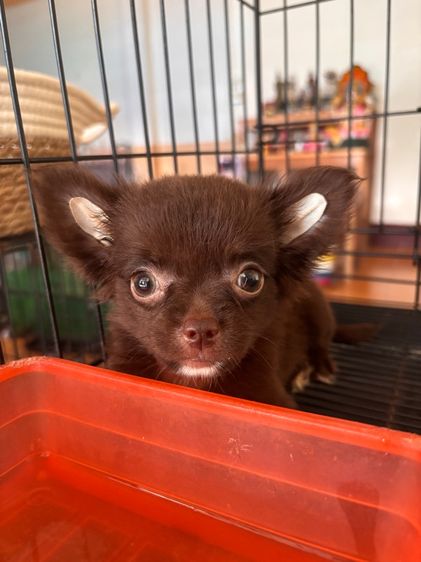 ชิวาวา (Chihuahua) เล็ก ชิวาว่า