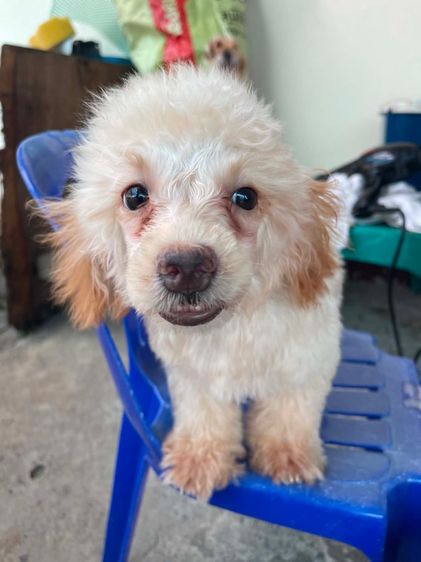 พุดเดิ้ล (Poodle) เล็ก พุดเดิ้ล