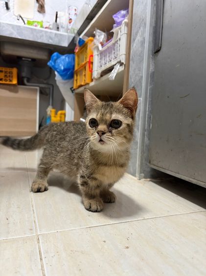 มันช์กิ้น (Munchkin) แมวขาสั้น มันช์กิ้น