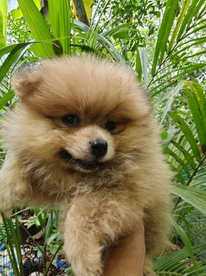 ปอมเมอเรเนียน (Pomeranian) เล็ก ปอมๆ และปอมผสม