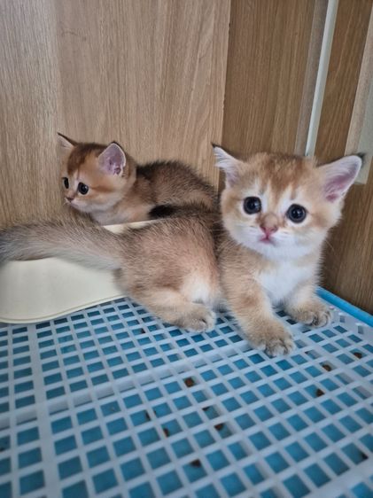 สายพันธุ์ มันซ์กิ้น (Munchkin) รูปที่ 4