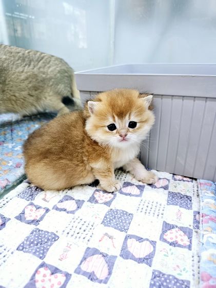 สายพันธุ์ มันซ์กิ้น (Munchkin) รูปที่ 2