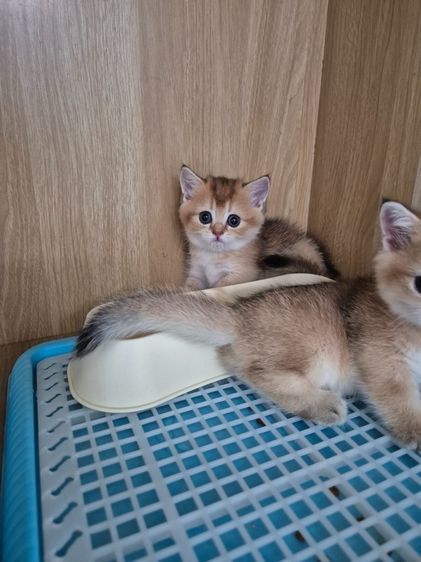 สายพันธุ์ มันซ์กิ้น (Munchkin) รูปที่ 3