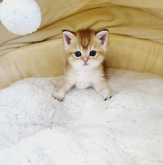 บริติช ชอร์ตแฮร์ (British Shorthair) รูปที่ 2