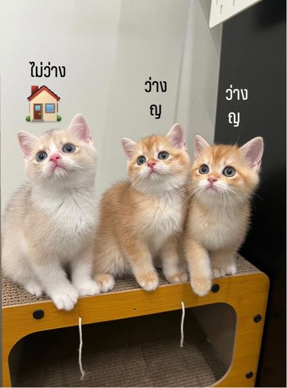 บริติช ชอร์ตแฮร์ (British Shorthair) น้องแมว บริติช ช็อตแฮร์