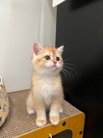 น้องแมว บริติช ช็อตแฮร์ รูปที่ 7
