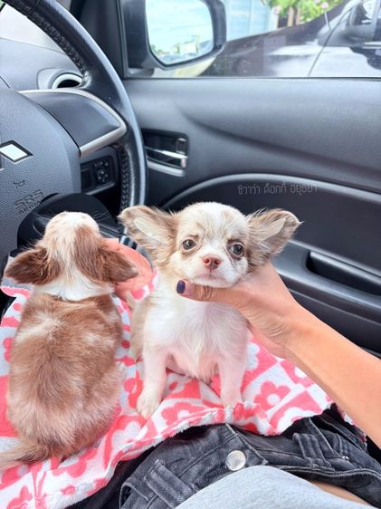 ชิวาวา (Chihuahua) เล็ก ชิวาวา ขนยาว สีช็อกโกแลต-เมอร์