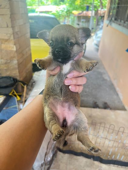เล็ก ชิวาวา (Chihuahua) น้องหมาชิวาวา