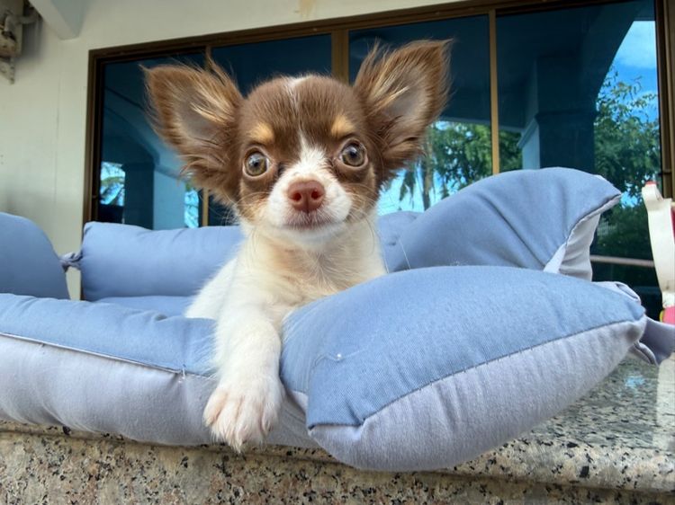 ชิวาวา (Chihuahua) เล็ก ชิวาวา ชิวาว่า ญ. วัคซีน3เข็ม 