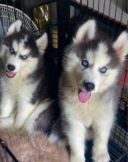 ไซบีเรียน ฮัสกี้ (Siberian Husky) ใหญ่ ไซบีเรียลแท้