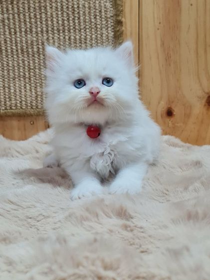 เปอร์เซีย (Persian) แมวเปิร์เซียแท้