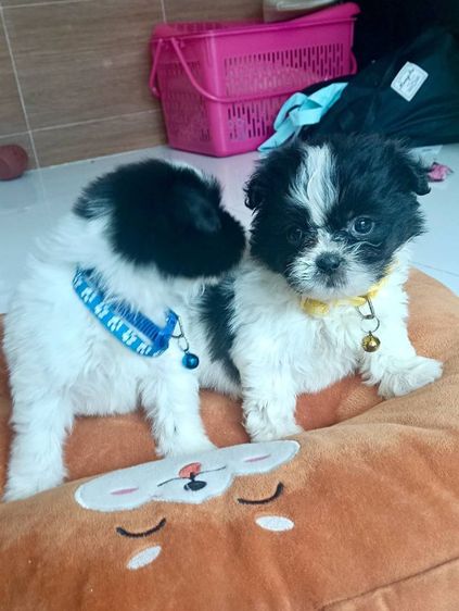 ชิสุ (Shih Tzu) เล็ก ชิสุผสมพุดเดิ่ล
