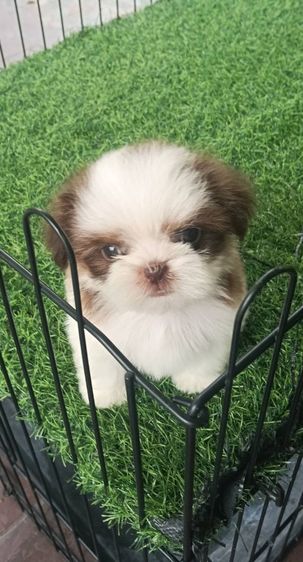 ชิสุ (Shih Tzu) เล็ก ชิสุแท้จมูกตับ