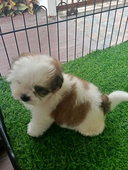 ชิสุแท้จมูกตับ รูปที่ 4