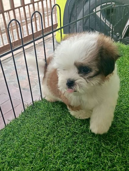 ชิสุแท้จมูกตับ รูปที่ 2
