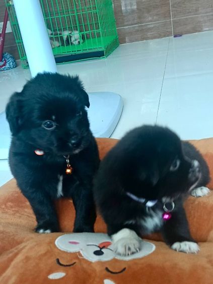 ชิสุ (Shih Tzu) เล็ก ชิสุพุดเดิ้ล