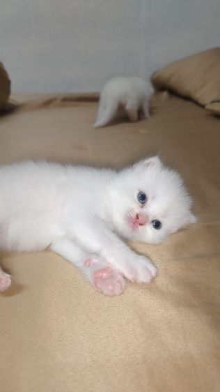 แมว