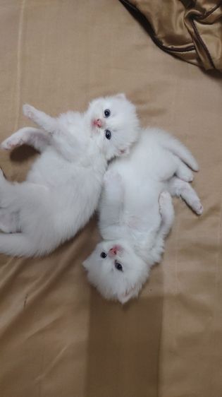 แมว รูปที่ 2