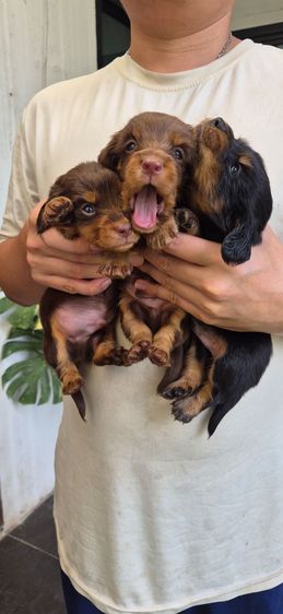 ดัชชุน (Dachshund) เล็ก ดัชชุนขนยาวเด็กชาย3คน  สวยมากๆโครงสร้างดีสายเลือดดี ราคา38,000