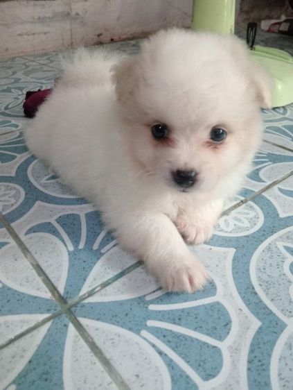 ลูกชิสุผสม รูปที่ 6