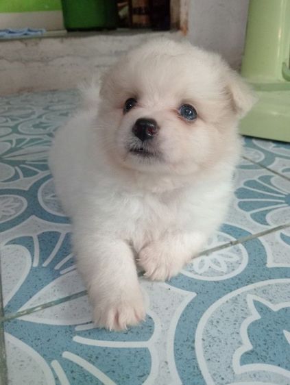 ลูกชิสุผสม รูปที่ 2