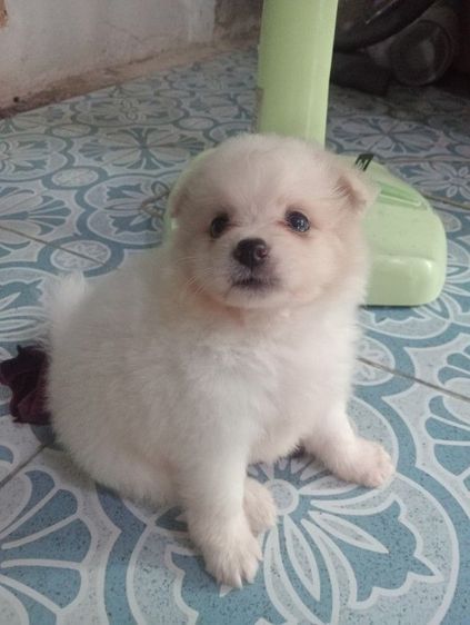 ลูกชิสุผสม รูปที่ 3