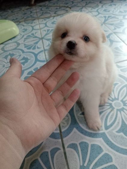 ลูกชิสุผสม รูปที่ 11